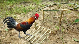 The First Creative DIY Wild Chicken Trap Using Bamboo - Easy Wild Chicken Trap