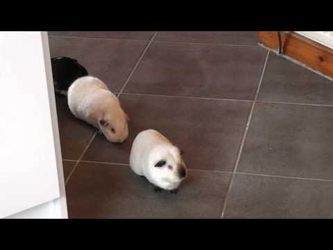 Himalayan Guinea Pig In the Kitchen