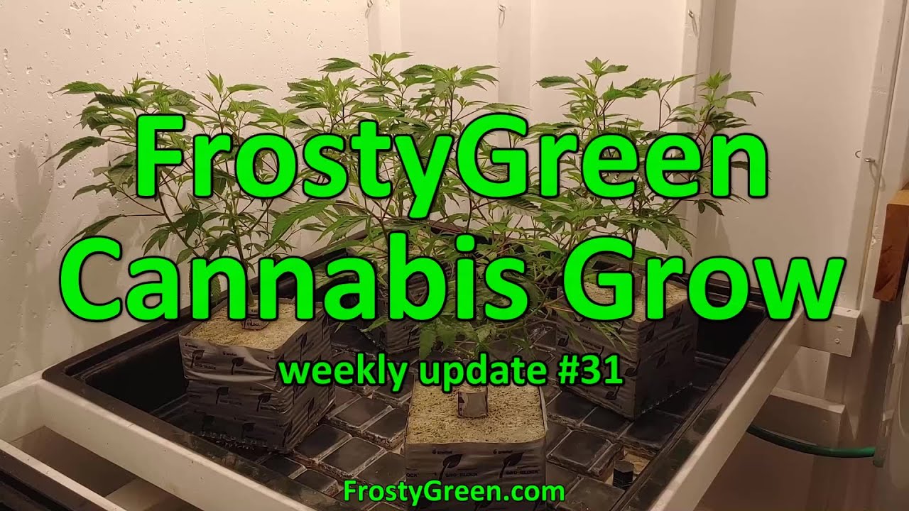 Cannabis Grow weekly #31 - Frosty Green