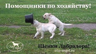 Помощники по хозяйству :) ! Щенки лабрадора мальчики 3,5 месяца! Помощники по хозяйству :) ! Щенки лабрадора мальчики 3,5 месяца!