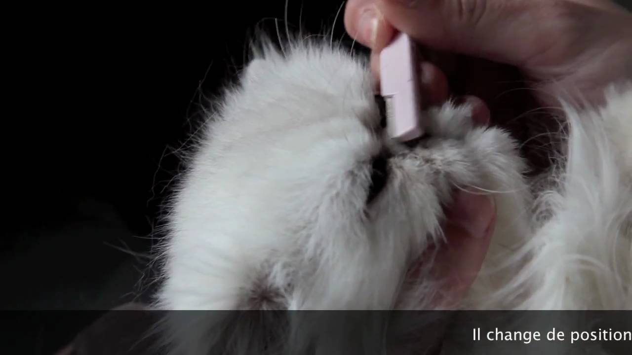 L Epilation Du Nez Du Persan Video