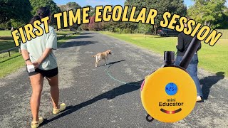 How To Train Ecollar Recall - Beginner Client Session with Mini Educator.