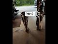 citra progress report N10 (part2 )#citra #nosey #escape #wilding #shorts