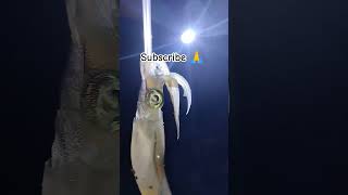 Temen streik ikan cumi 👍