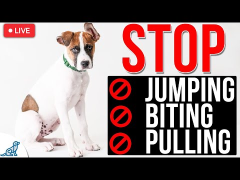 3 Dog Training Steps To STOP Any Unwanted Behavior!