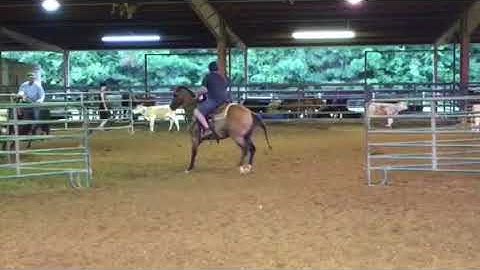 Beginners luck at first time cow sorting