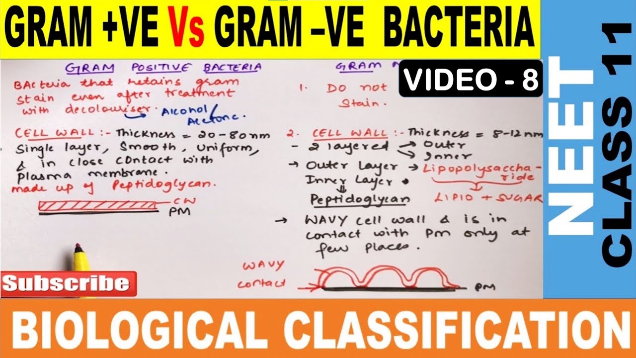 Gram Positive Vs Gram Negative Bacteria in Hindi Biological