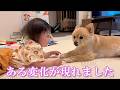 赤ちゃんと愛犬の間に、ある変化が現れました!