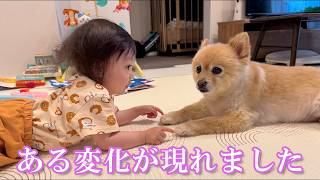 赤ちゃんと愛犬の間に、ある変化が現れました！