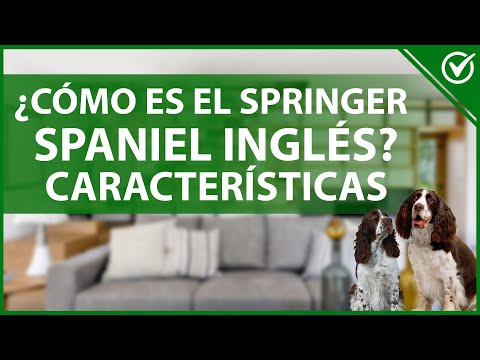 Video: Inglés Springer Spaniel Variedades y Características
