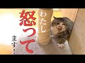 【イキルル】二本足の猫　シャーするイキちゃんの日常【保護猫】