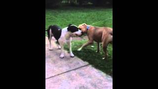 American Staffy Puppies Playing