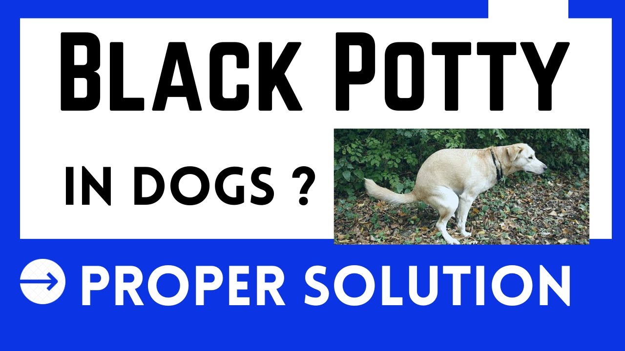 dog black potty problem / dog black stool treatment / black potty