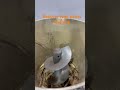 New type reducer feed pellet machine - can process corn cobs and stalks directly without crushing