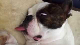 These adorable Boston Terriers - video compilation