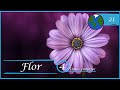 FLOR -4 Datos curiosos-