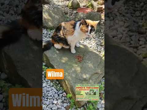 WILMA - Gravi problemi respiratori photo
