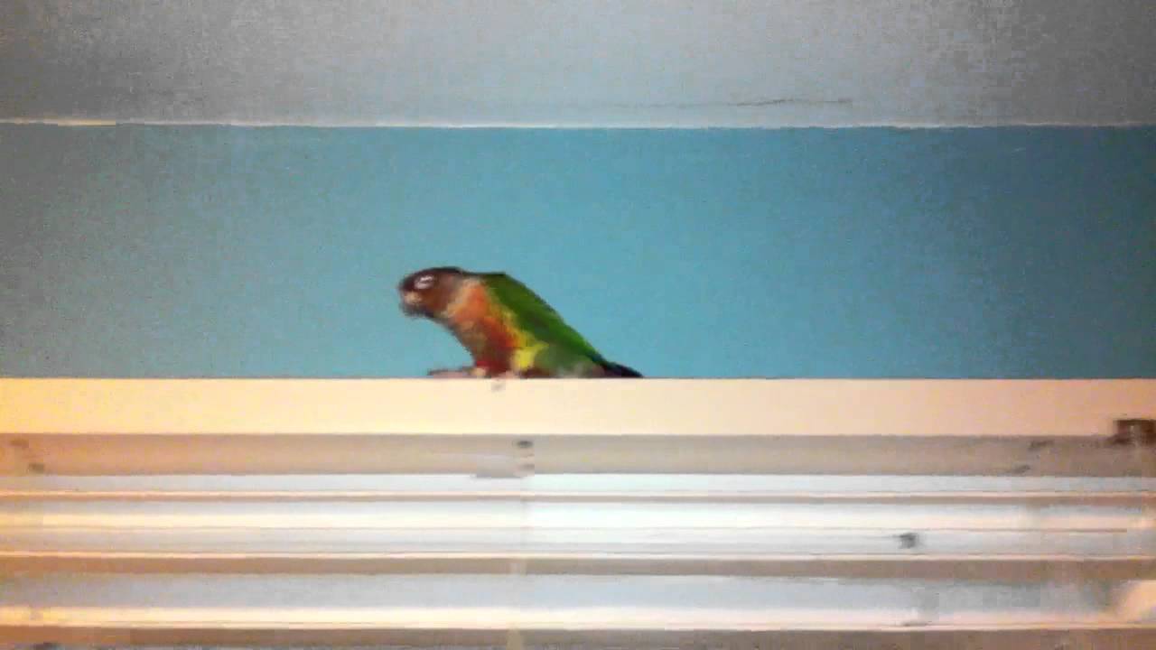 camera iphone 8 plus apk My Four Parrots Tour