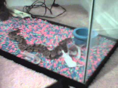 Jaxs Eating A Feeder Mice Wmv Youtube