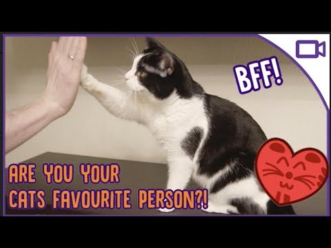 are-you-your-cats-favourite-person?---how-to-bond-with-your-cat!