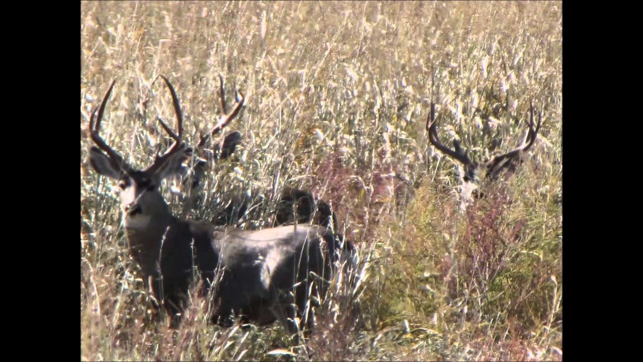 Looking forward to mule deer season! All American Outfitter in the Texas Panhandle YouTube