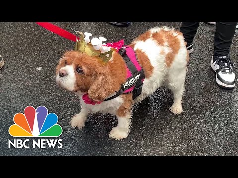 Video: Gøer cavalier king charles spaniels meget?