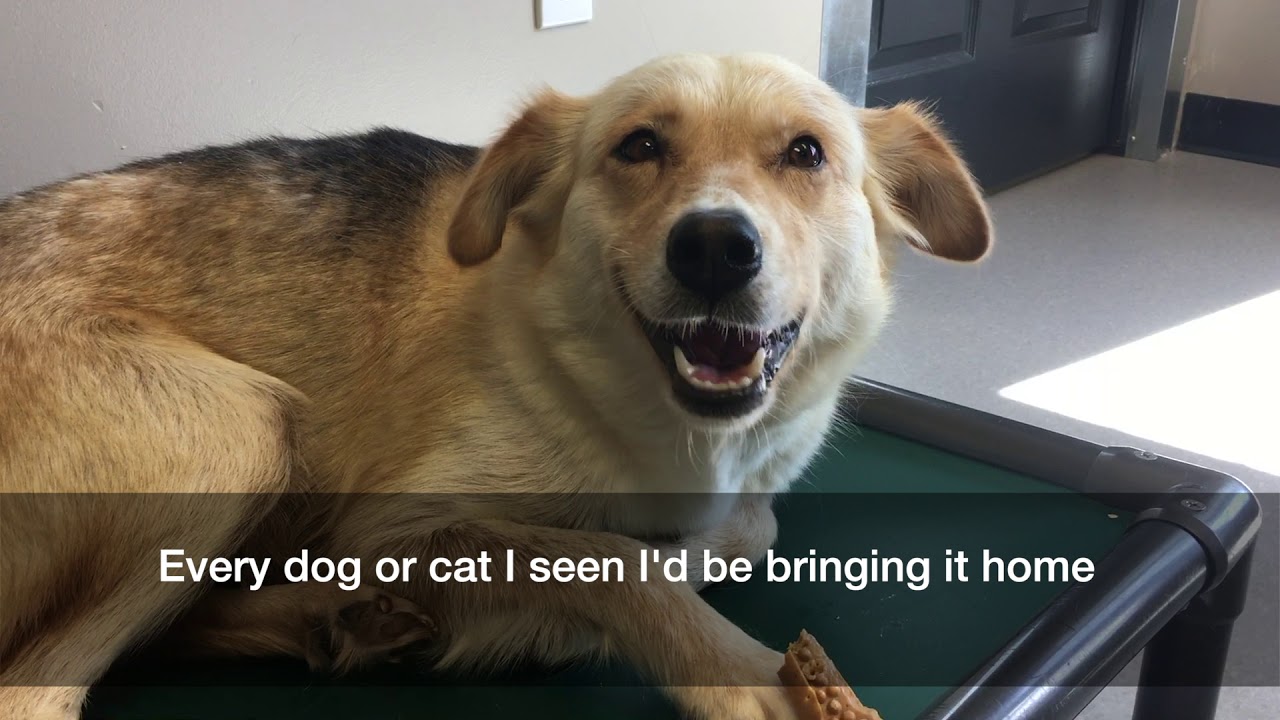 Happy ValleyGoose Bay SPCA Lee Hill YouTube