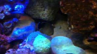 Download Lagu Moonlight reef MP3