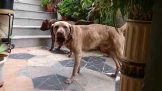 2 HORAS PERRO LADRANDO SONIDOS RELAJANTES / BARKING DOG RELAXING SOUNDS 2 HOURS