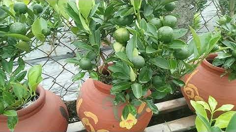 quất tết năm 2023,quất mini,quất bonsai mini đẹp năm 2023 ,giá cả hợp lý