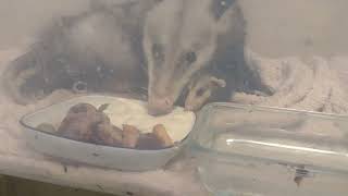 Baby Possum Wants What Mama Is Eating by The Cumming Nuthouse Wildlife Facility 723 views 1 year ago 40 seconds