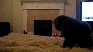 Bubble Bursting Cat called Rio!.AVI