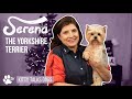 Kitty talks dogs  yorkshire terrier serena  christmas special