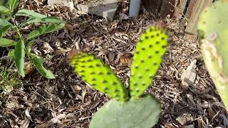 Cosecha de nopales, y como pelarlos.