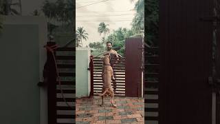 Its Our Boy Bheemathe American Bully