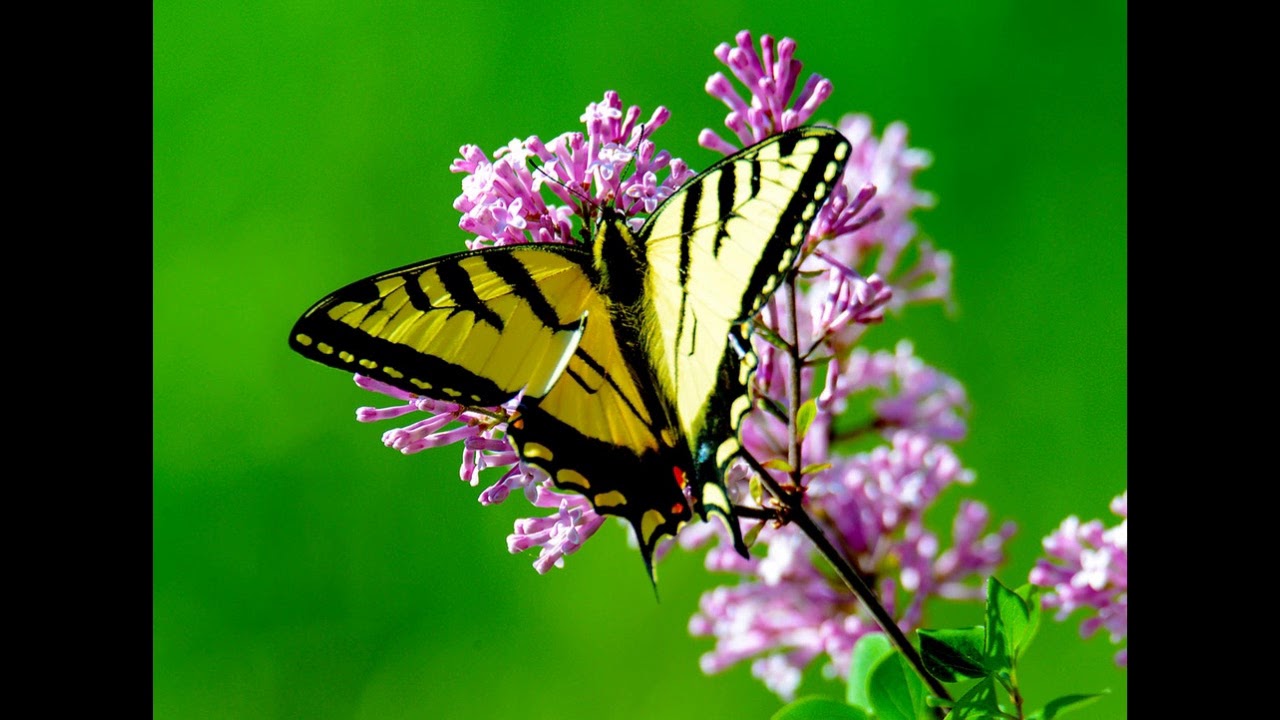 Aleksandra Stakic - Meditacija za opustanje tela (Alfa stanje)