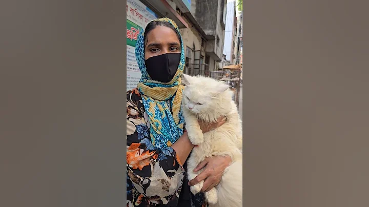 Video 10531091: persian cat male kitten, boy persian cat