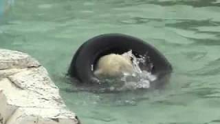 ホッキョクグマのイコロのプール遊び