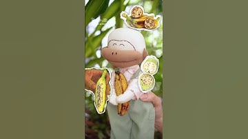 Khỉ có thích chuối không? - câu chuyện thú bông vải Tiệm Tạp Hóa Nhà May