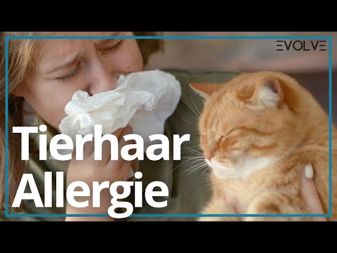Video: Mit einer Katzenallergie umgehen – wikiHow