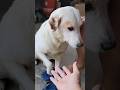 puti saying thank you #shortvideo #shortsvideo #dog #love #animals #funny @gracemraz