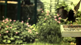 Starling Landing 10