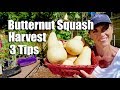 How and When to Harvest Butternut Squash - 3 Tips