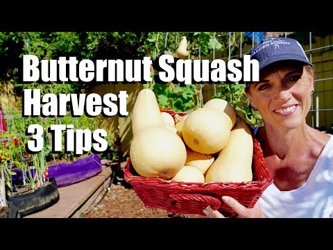 Video: Harvesting Butternut Squash. How To Harvet Butternut Squash