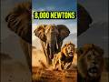 8,000 Newtons of Force: The Physics of an Elephant Charge | Wildlife Documentary
