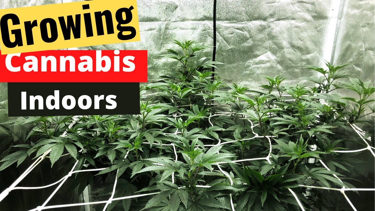 Growing Cannabis Indoors: Garden Update #unboxing #indoorgrower #