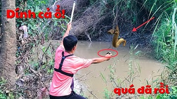 Câu cá chạch dưới gốc cây cổ thụ/trời ơi cá nhiều giật không kịp