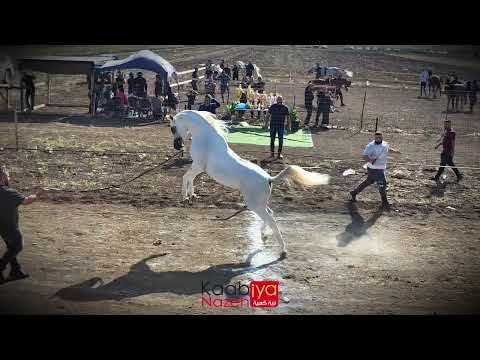 الحصان العربي بطل الميادين القناص ابن الفحل ميلانو والام صبرا داهير   حصان واهو حصان