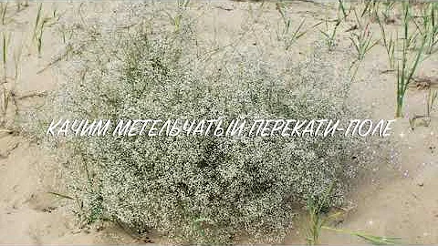Качим метельчатый или перекати-поле (лат. Gypsóphila paniculáta)