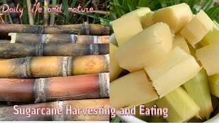 Sugarcane Harvesting | How To Harvest Sugarcane and Eating | Daily Life and Nature